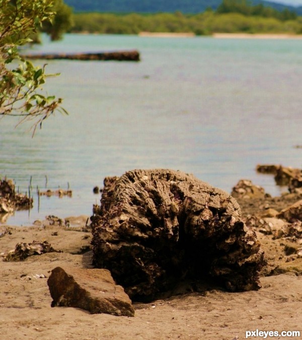 Drift Wood Large